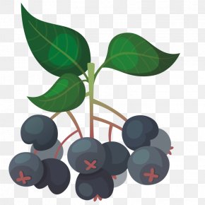 Blueberry Fruit - Bilberry Auglis Blueberry Fruit PNG