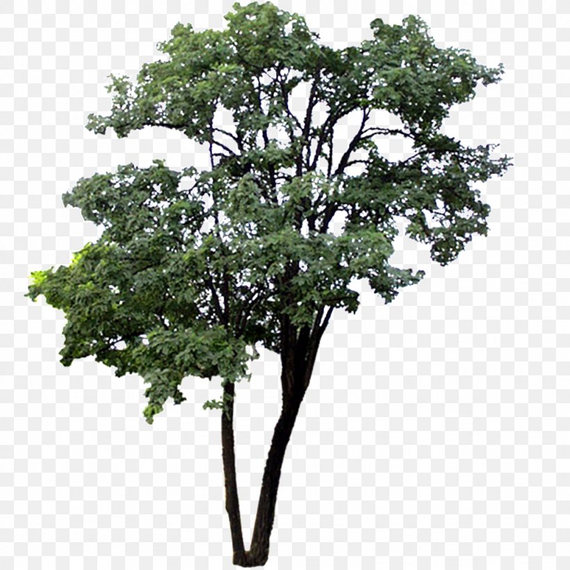 Download Tree Macrophanerophytes, PNG, 1024x1024px, Tree, Architecture, Branch, Garden, Gratis Download Free