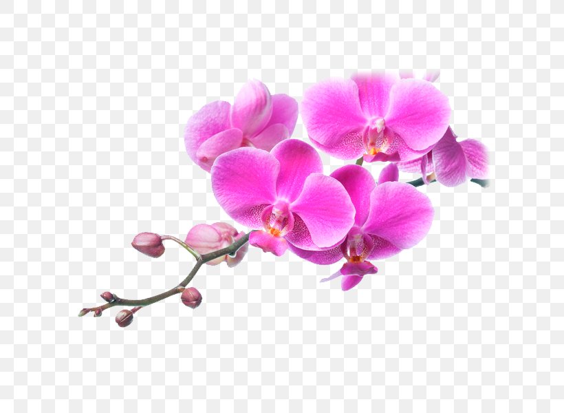 Moth Orchids Flower Pink Plants, PNG, 648x600px, Orchids, Blossom, Branch, Color, Flower Download Free