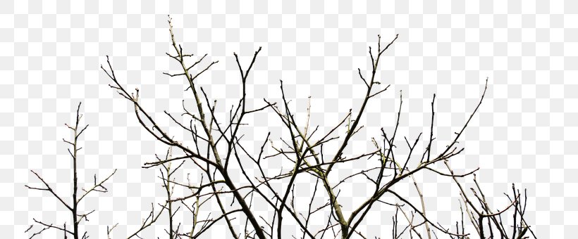 Pruning Tree Branch 나무예찬 PHP-FPM, PNG, 750x340px, Pruning, Black And White, Branch, Flora, Grass Download Free