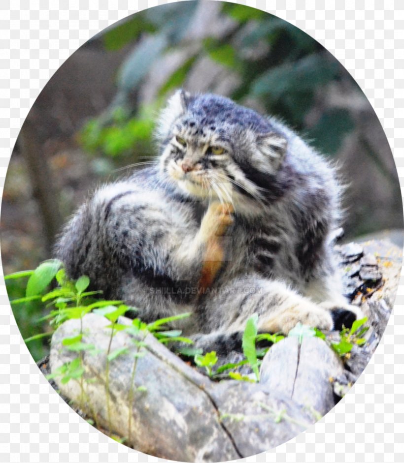 Wildcat Whiskers Snout Wildlife, PNG, 834x958px, Wildcat, Cat, Fauna, Grass, Mammal Download Free