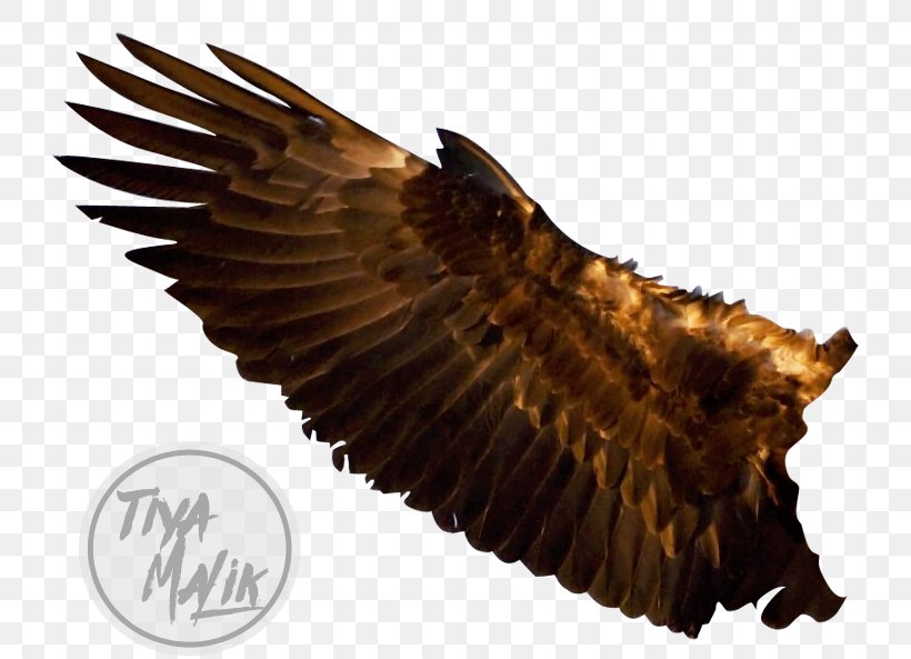 Bald Eagle Steller's Sea Eagle Bird Squirrel, PNG, 742x593px, Bald Eagle, Animal, Beak, Bird, Bird Of Prey Download Free