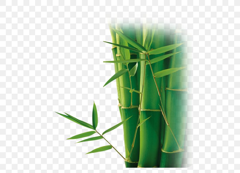 Bamboo Bamboe Download Computer File, PNG, 591x591px, Bamboo, Bamboe, Designer, Flowerpot, Grass Download Free