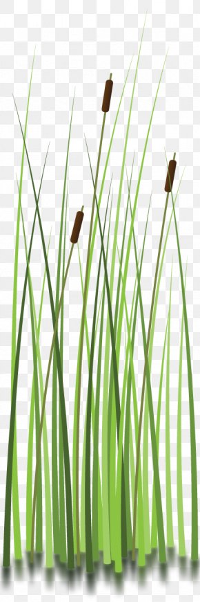 Everglades National Park Moore Haven Clip Art PNG