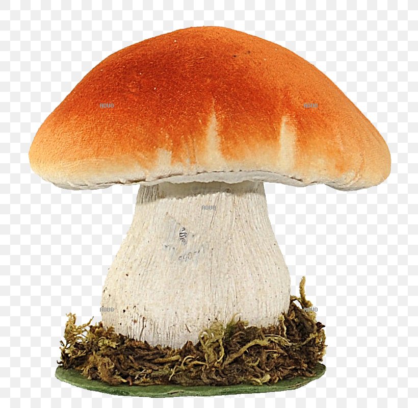 Fungus Amanita Muscaria Spore Edible Mushroom, PNG, 800x800px, Fungus, Amanita Muscaria, Cucurbita, Data, Datenmenge Download Free