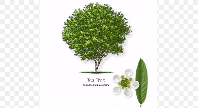 Tea Tree Oil Narrow-leaved Paperbark Essential Oil Leptospermum Petersonii, PNG, 600x450px, Tea, Branch, Camellia Sinensis, Citroenolie, Essential Oil Download Free