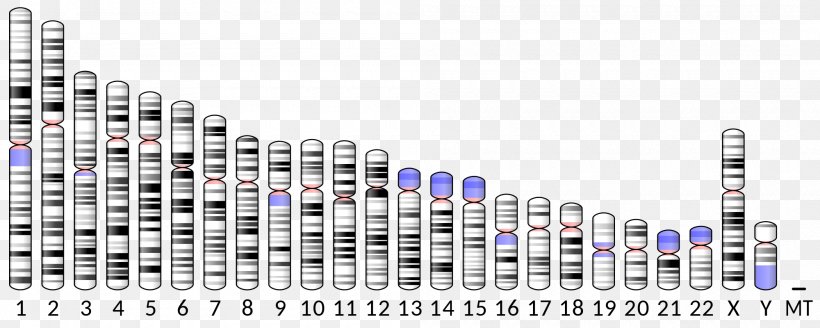 ABO Chromosome 9 Apolipoprotein C2 ICAM-1, PNG, 2000x800px, Abo, Apolipoprotein, Cell, Chromosome, Chromosome 4 Download Free