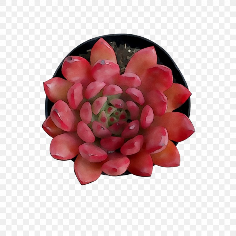 Cut Flowers Pink M, PNG, 1036x1035px, Cut Flowers, Echeveria, Flower, Flowering Plant, Perennial Plant Download Free