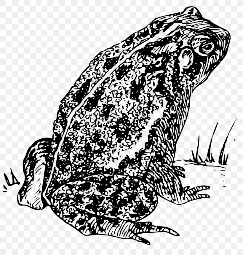 Frog Amphibian Toad Clip Art, PNG, 953x1000px, Frog, American Toad, Amphibian, Art, Black And White Download Free