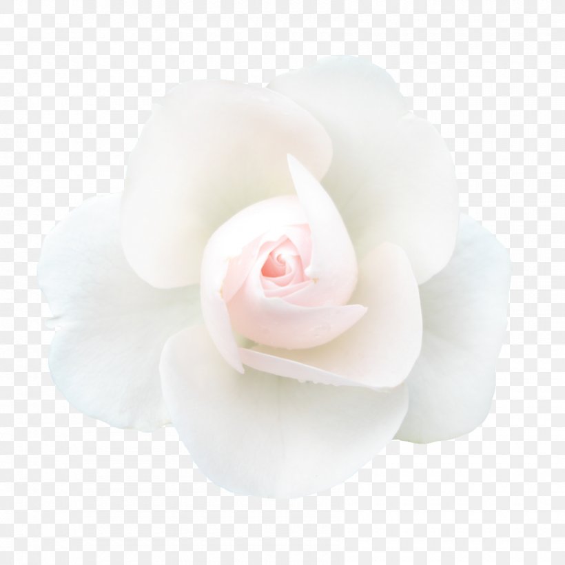 Garden Roses White Petal, PNG, 1700x1700px, Rose, Family, Flower, Flowering Plant, Garden Download Free
