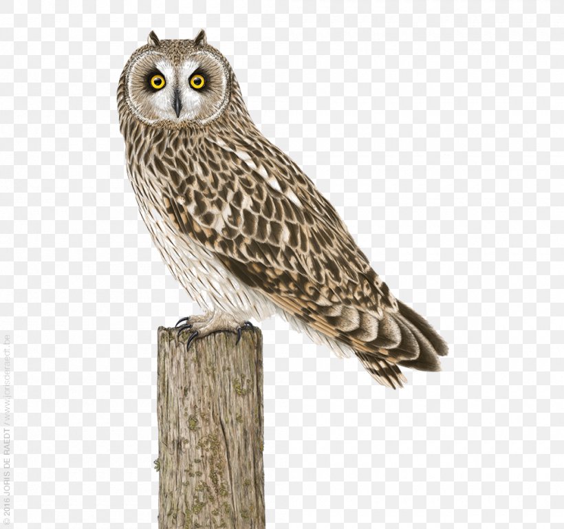 Great Grey Owl Bird Illustration, PNG, 1000x939px, Owl, Beak, Bird, Bird Of Prey, Eastern Screech Owl Download Free