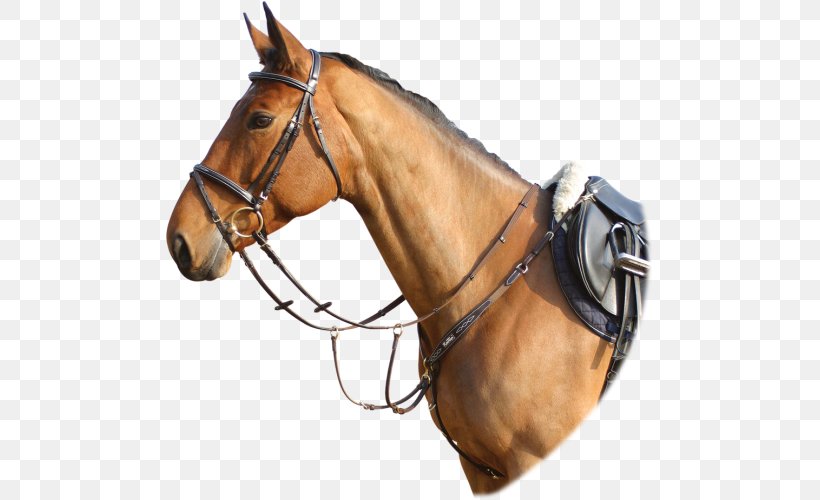 Horse Halter Saddle Hunt Seat Breastplate, PNG, 500x500px, Horse, Breastplate, Bridle, Equestrian, Equestrian Sport Download Free