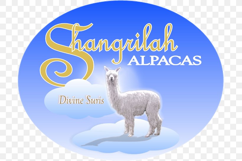 Llama Alpaca Vicuña Domestication Shangri-La Hotels And Resorts, PNG, 699x546px, Llama, Alpaca, Camel Like Mammal, Camelids, Domestication Download Free