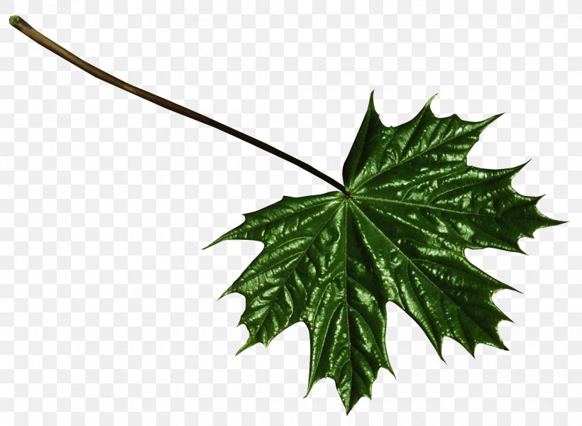 Maple Leaf Clip Art, PNG, 2065x1513px, Leaf, Branch, Condiment, Flavor, Food Download Free