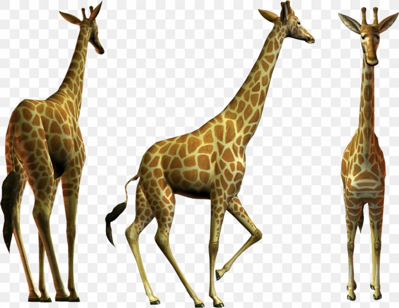 Northern Giraffe Clip Art, PNG, 1600x1235px, Northern Giraffe, Animation, Deer, Fauna, Giraffe Download Free