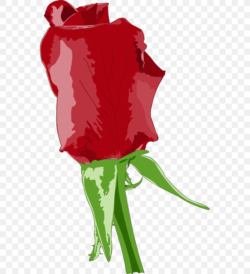 Rose Cdr Clip Art, PNG, 557x900px, Rose, Blue Rose, Cdr, Cut Flowers, Fictional Character Download Free