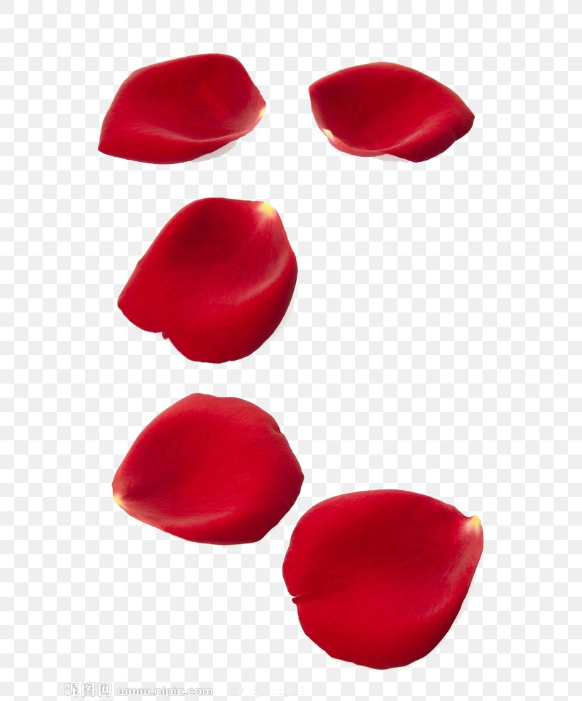 Rose Petal Stock Photography Shutterstock Clip Art, PNG, 658x987px, Rose, Flower, Free Content, Heart, Lip Download Free
