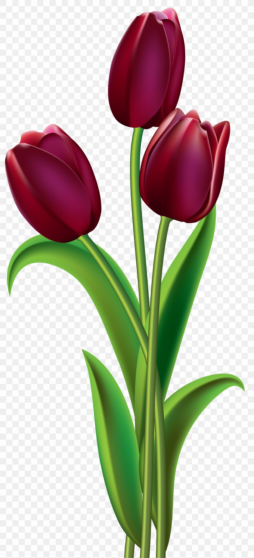 Tulip Red Flower Clip Art, PNG, 2767x6083px, Indira Gandhi Memorial Tulip Garden, Blue, Cut Flowers, Floral Design, Floristry Download Free