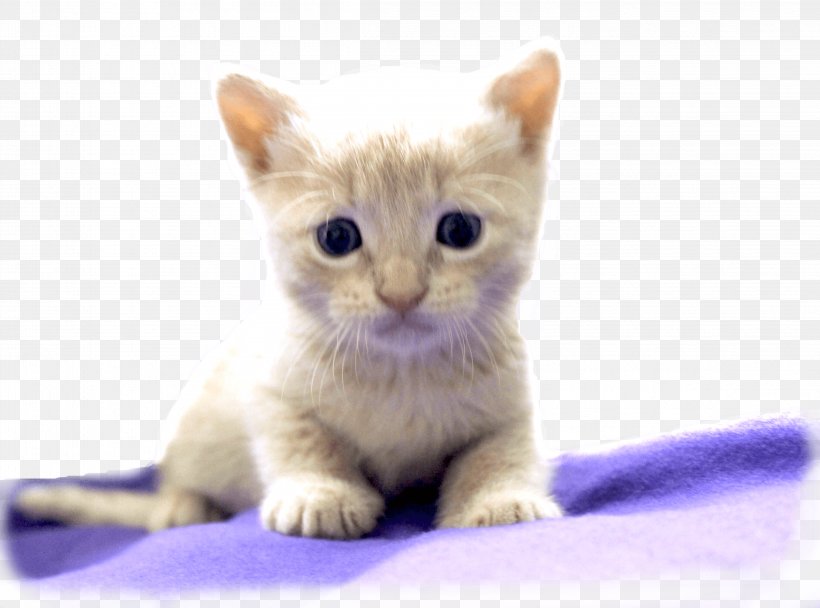 Australian Mist American Wirehair Munchkin Cat European Shorthair