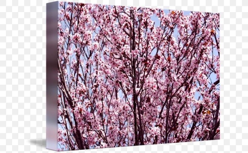 Cherry Blossom Pink M Petal ST.AU.150 MIN.V.UNC.NR AD, PNG, 650x506px, Cherry Blossom, Blossom, Branch, Cherry, Flower Download Free