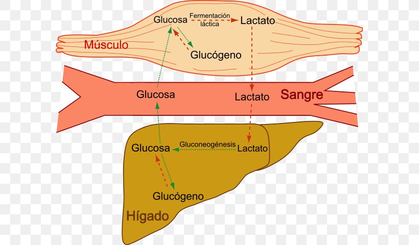 Cori Cycle Lactic Acid Glycogen Metabolism Muscle, PNG, 601x480px, Cori Cycle, Acid, Area, Blood, Carbohydrate Download Free