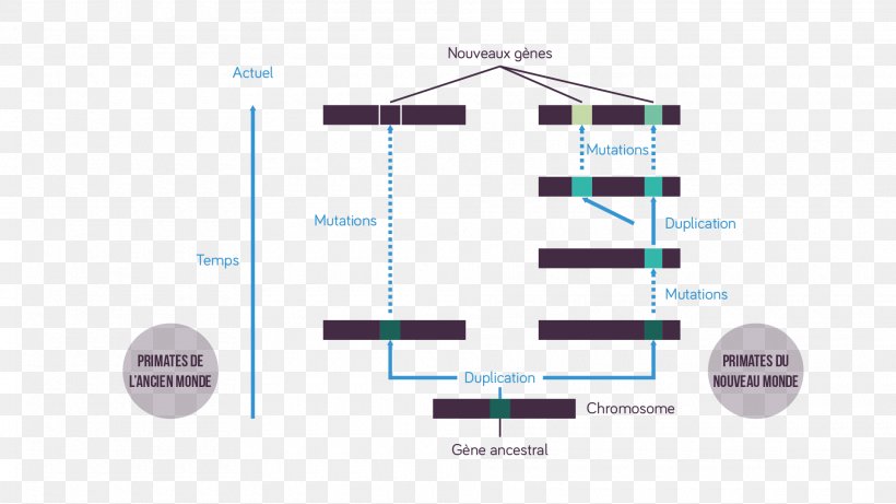 Gène Ancestral Gene Duplication Rhodopsin, PNG, 1920x1081px, Gene, Brand, Chromosome, Color, Color Vision Download Free