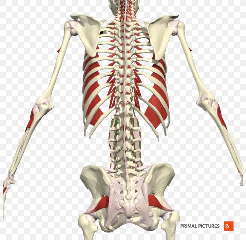 Erector Spinae Muscles Intertransversarii Vertebral Column Transversospinales, PNG, 800x800px, Watercolor, Cartoon, Flower, Frame, Heart Download Free