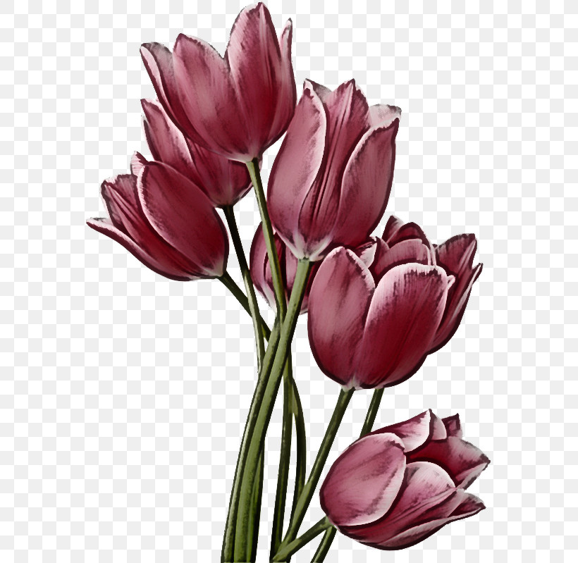 Flower Petal Tulip Plant Tulipa Humilis, PNG, 577x799px, Flower, Crocus, Cut Flowers, Lily Family, Petal Download Free