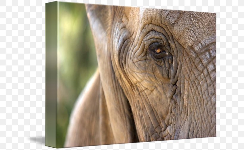 Indian Elephant African Elephant Wildlife Elephantidae, PNG, 650x504px, Indian Elephant, African Elephant, Animal, Close Up, Closeup Download Free