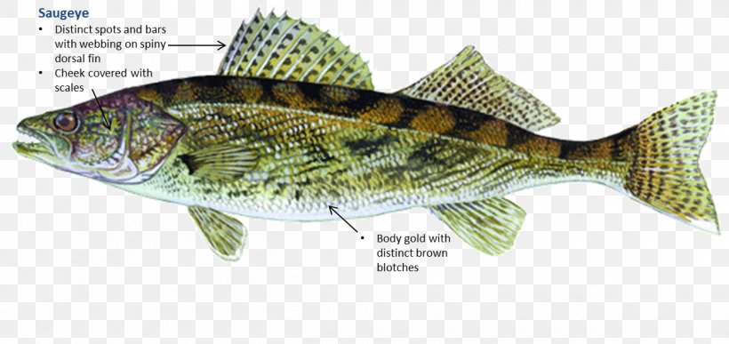 Oklahoma Sauger Fishing Walleye Freshwater Fish, PNG, 1250x591px, Oklahoma, Angling, Bass, Bony Fish, Cod Download Free