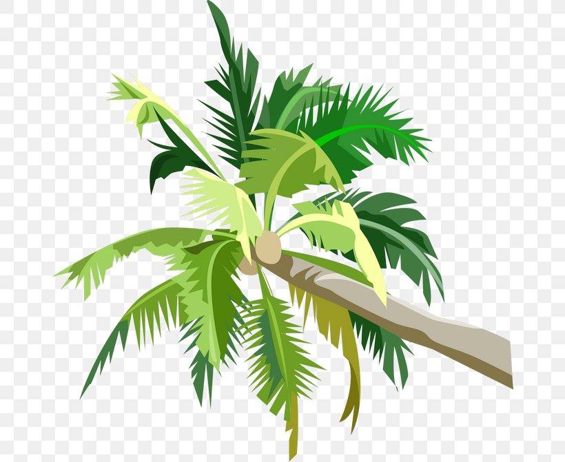 Arecaceae Coconut Clip Art, PNG, 670x671px, Arecaceae, Arecales, Auglis, Coconut, Fruit Download Free