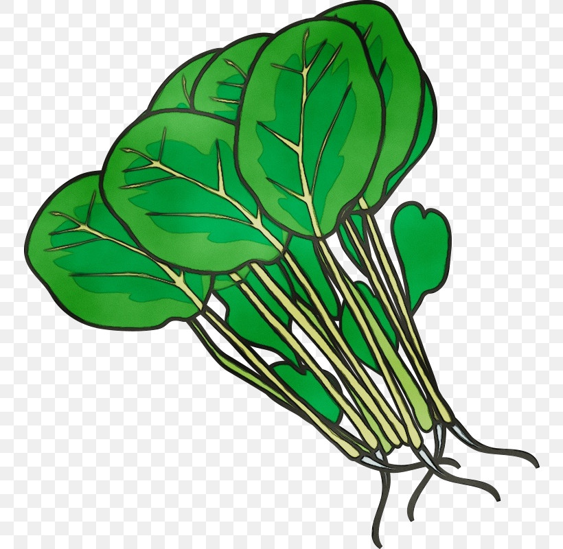 Leaf Leaf Vegetable Plant Stem M-tree Tree, PNG, 800x800px, Watercolor, Biology, Flower, Leaf, Leaf Vegetable Download Free