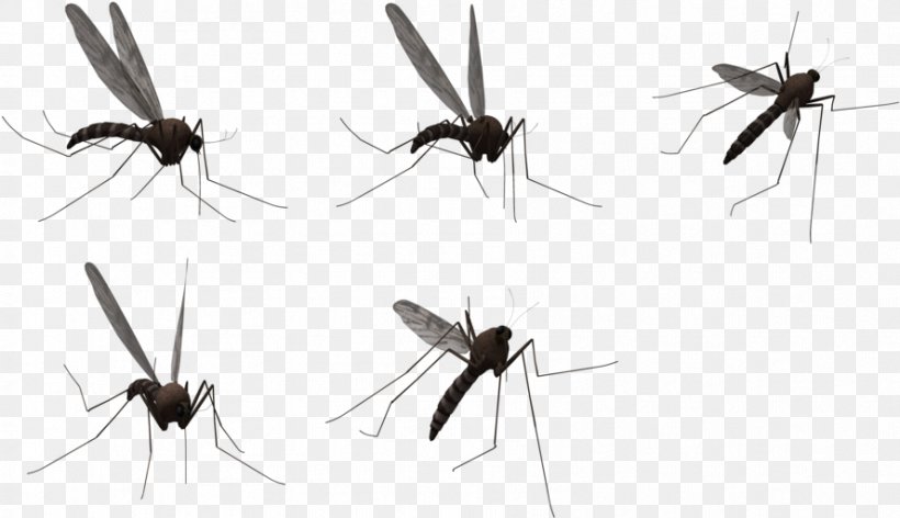 Mosquito Clip Art Vector Graphics, PNG, 888x512px, Mosquito, Ant, Arthropod, Carpenter Ant, Fly Download Free