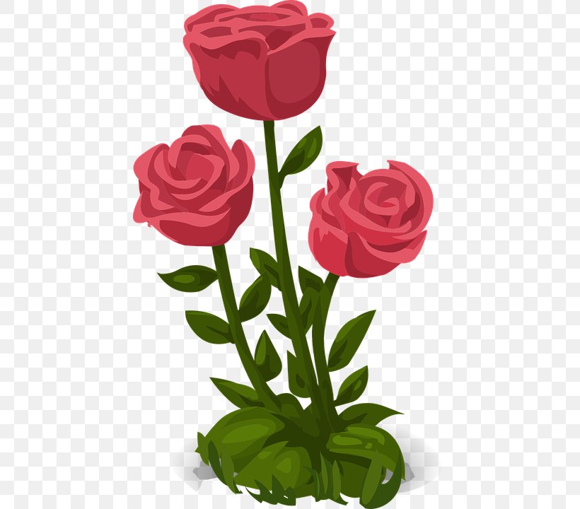 Rose Flower, PNG, 443x720px, Rose, Carnation, Cut Flowers, Floral Design, Floristry Download Free
