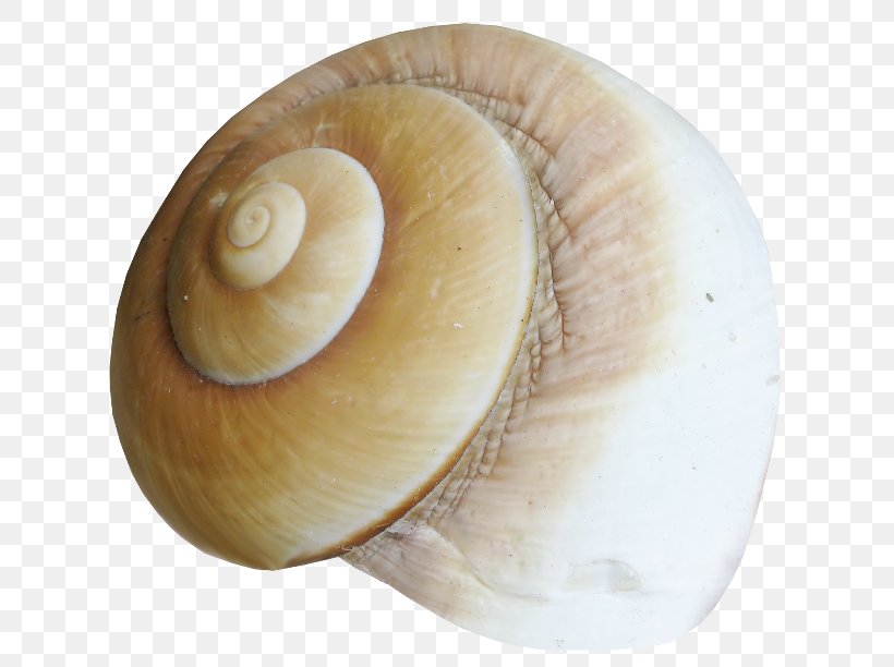 Sea Snail Conchology Seashell Gastropods, PNG, 650x612px, Snail, Baltic Macoma, Bivalve, Conch, Conchology Download Free