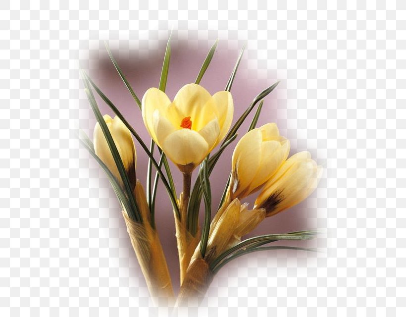 Snow Crocus Cut Flowers Tulip Flower Bouquet, PNG, 521x640px, Snow Crocus, Bulb, Crocus, Crocus Vernus, Cut Flowers Download Free