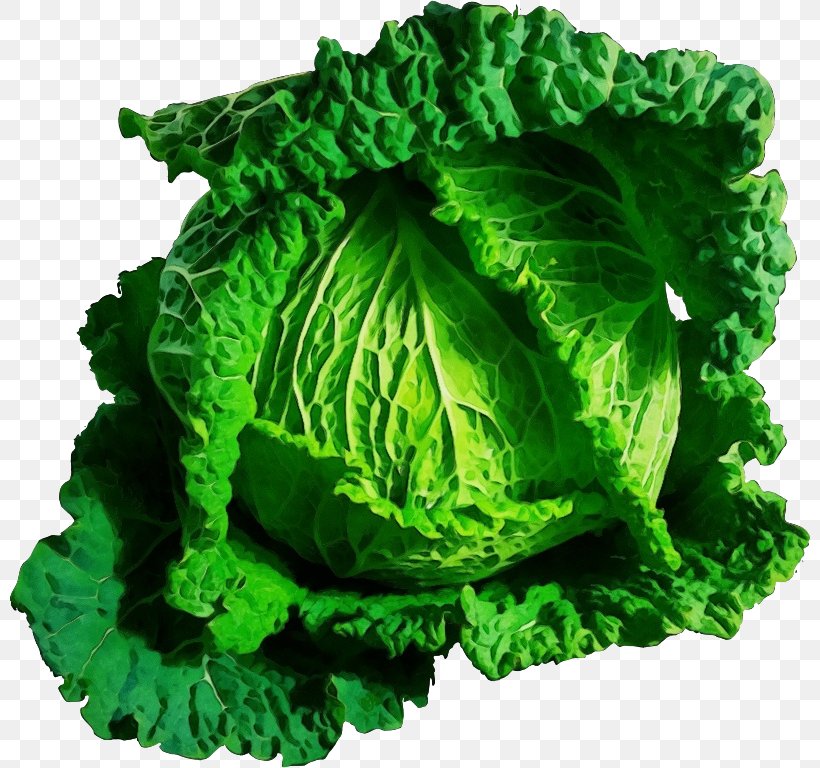 Cabbage Green Savoy Cabbage Leaf Leaf Vegetable, PNG, 800x768px, Watercolor, Cabbage, Cruciferous Vegetables, Green, Leaf Download Free