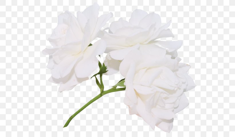 Cut Flowers Flower Bouquet Petal Plant Stem, PNG, 578x480px, Cut Flowers, Agave, Animaatio, Artificial Flower, August 8 Download Free