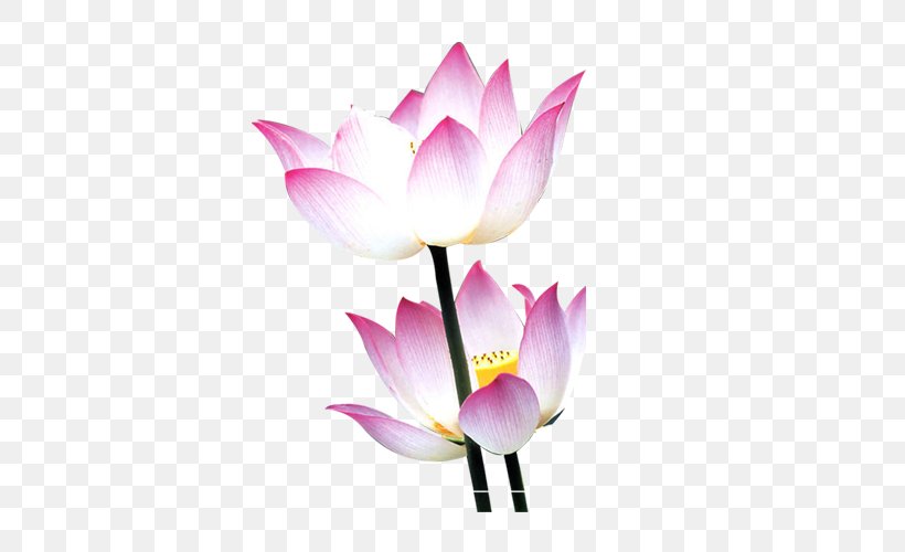 Nelumbo Nucifera Water Lily Flower Mid-Autumn Festival, PNG, 500x500px, Nelumbo Nucifera, Aquatic Plant, Aquatic Plants, Blossom, Cut Flowers Download Free