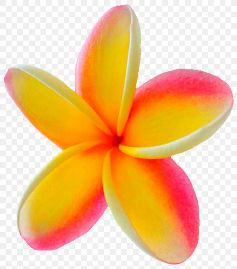 Stock Photography Frangipani Clip Art, PNG, 839x951px, Photography, Closeup, Deviantart, Flower, Frangipani Download Free