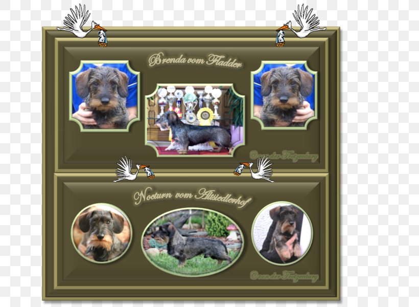 Dog Breed Picture Frames Collage, PNG, 661x600px, Dog Breed, Breed, Carnivoran, Collage, Dog Download Free