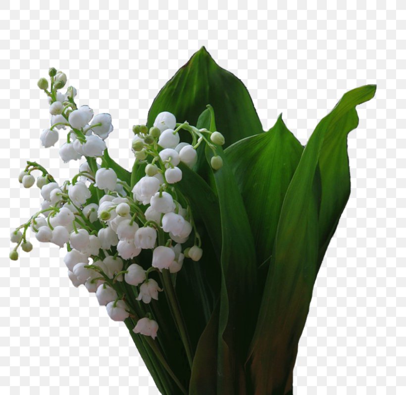 Floral Design Cut Flowers 1 May Lily Of The Valley, PNG, 800x798px, 2018, Floral Design, Blog, Cut Flowers, Floristry Download Free