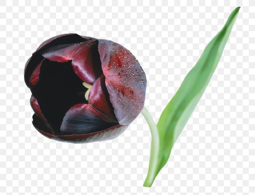 Flower Black Tulip Desktop Wallpaper, PNG, 1024x785px, Flower, Black Tulip, Bud, Cut Flowers, Digital Image Download Free