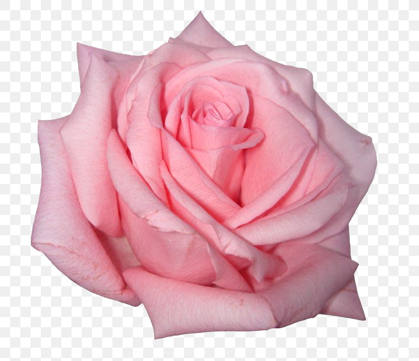 Rose Pink Flowers Pink Flowers, PNG, 736x706px, Rose, Close Up, Color, Cut Flowers, Floribunda Download Free