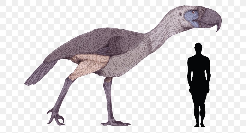 Bird Kelenken Guillermoi Phorusrhacos Dinosaur Titanis, PNG, 674x444px, Bird, Andalgalornis, Animal Figure, Beak, Dinosaur Download Free