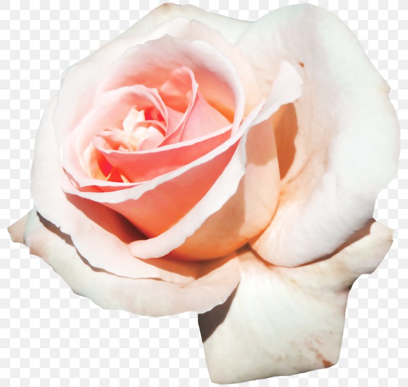 Garden Roses Centifolia Roses Floribunda Place Royale Cut Flowers, PNG, 800x778px, Garden Roses, Birthday, Blog, Centifolia Roses, Close Up Download Free