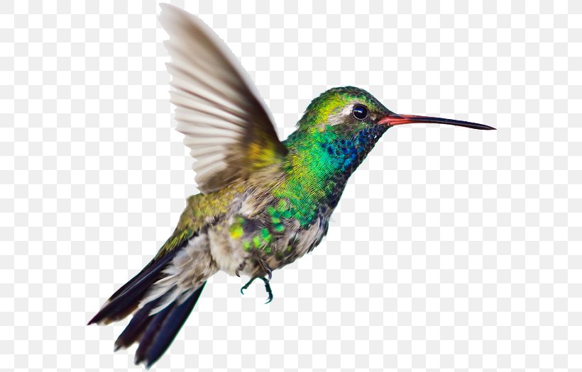 Hummingbird Vector Graphics Clip Art Illustration, PNG, 581x525px, Hummingbird, Beak, Bird, Coraciiformes, Drawing Download Free