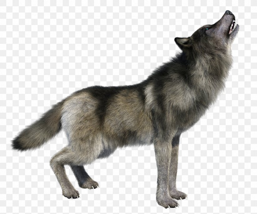 Stock Photography Image Royalty-free Vector Graphics Illustration, PNG, 1067x891px, Stock Photography, Black Wolf, Canis Lupus Tundrarum, Carnivoran, Coyote Download Free