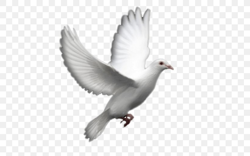 Columbidae Doves As Symbols Fantail Pigeon Clip Art, PNG, 512x512px, Columbidae, Beak, Bird, Columbiformes, Domestic Pigeon Download Free