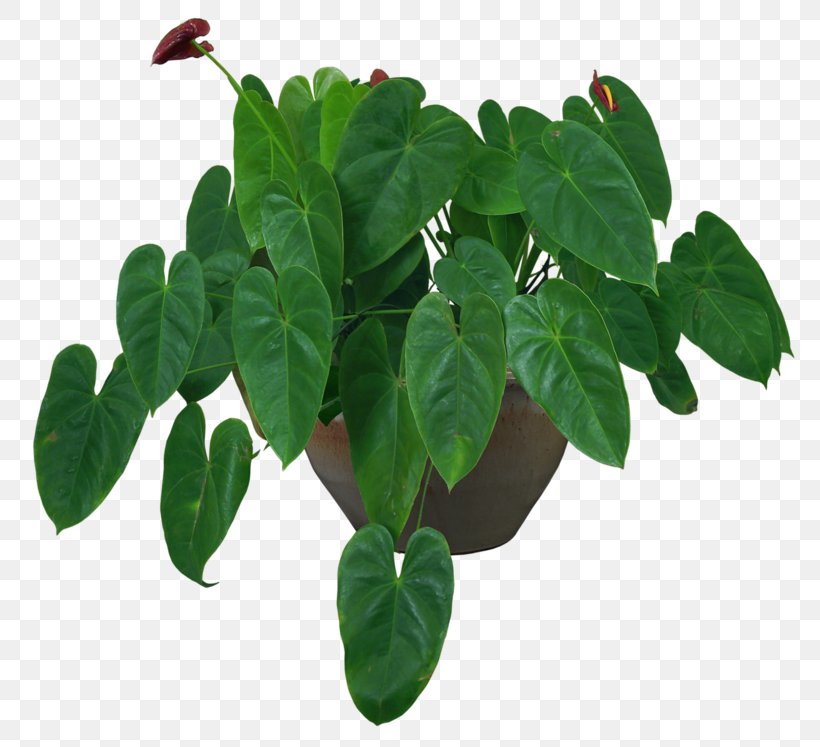 Houseplant Flowerpot Centella Asiatica, PNG, 800x747px, Houseplant, Centella Asiatica, Crock, Fiddleleaf Fig, Flower Download Free